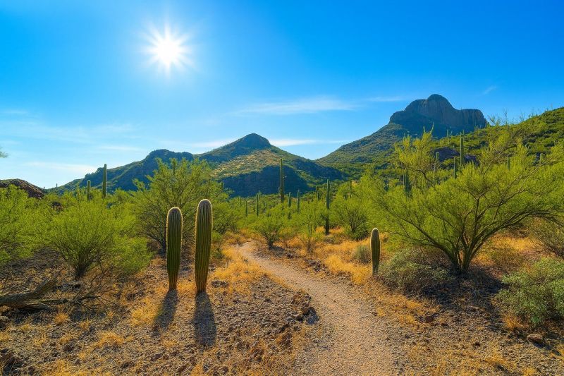 Local Engineered Wood Installation in Marana, AZ